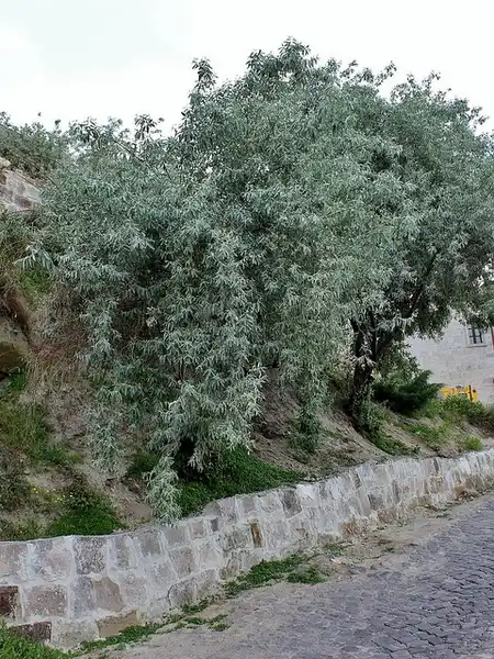 Фото Elaeagnus angustifolia (Elaeagnus angustifolias)