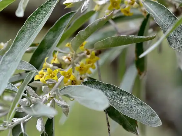 Фото Elaeagnus angustifolia (Elaeagnus angustifolias)