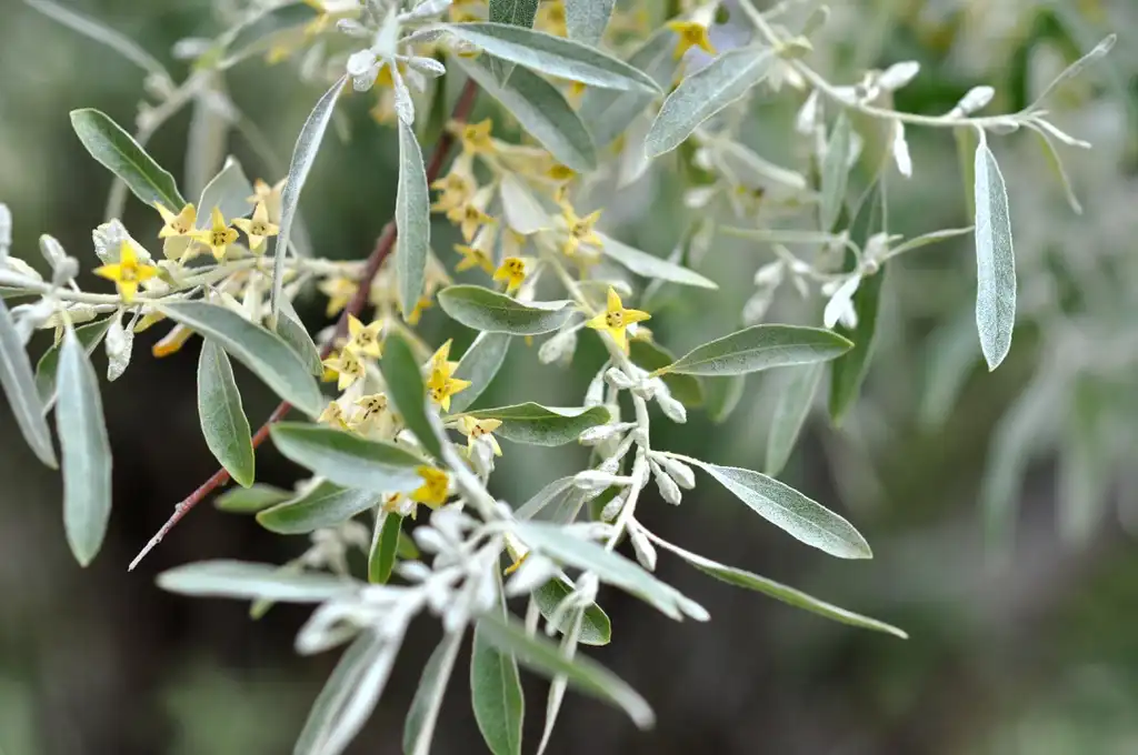 Фото Elaeagnus angustifolia - leaves and flowers:Lazaregagnidze