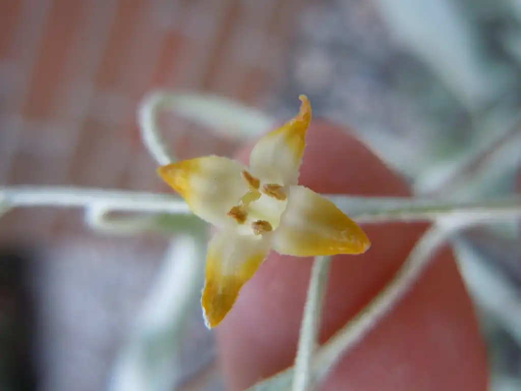 Фото Elaeagnus angustifolia - flower:Matt Lavin