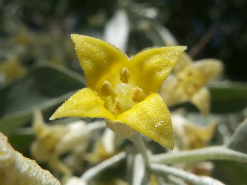 Фото Elaeagnus angustifolia - Close up of flower:Adrián Pablo Rodríguez Quiroga