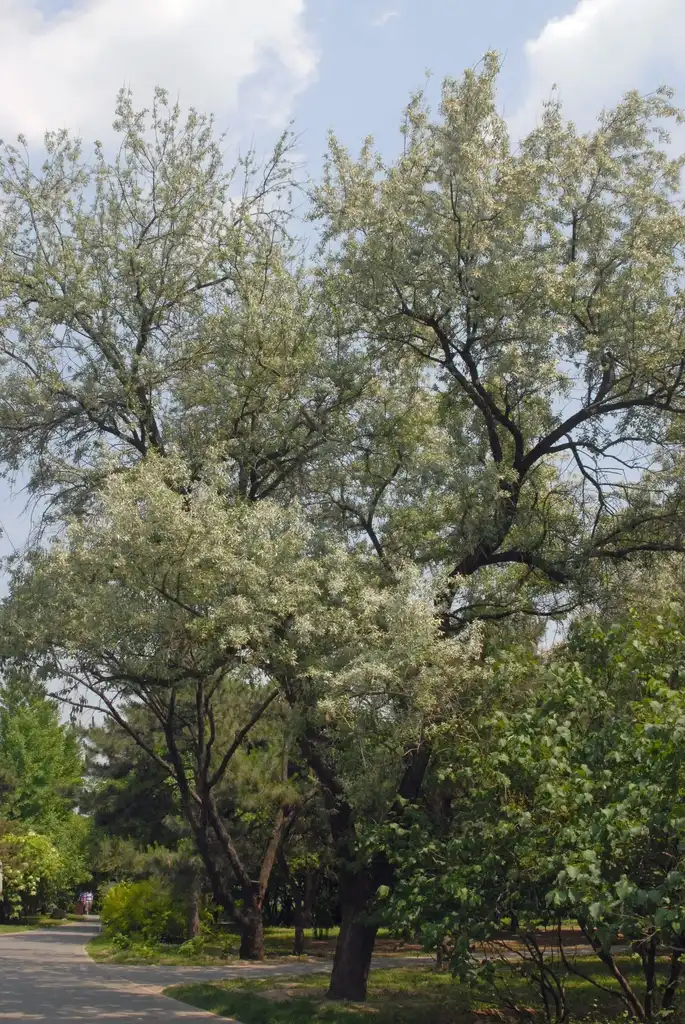 Фото Elaeagnus angustifolia - Tree:Jim Robbins
