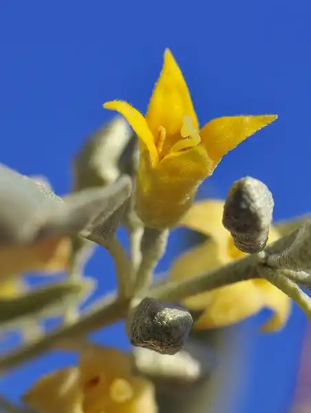 Фото Elaeagnus angustifolia - flower:Jose Maria Escolano