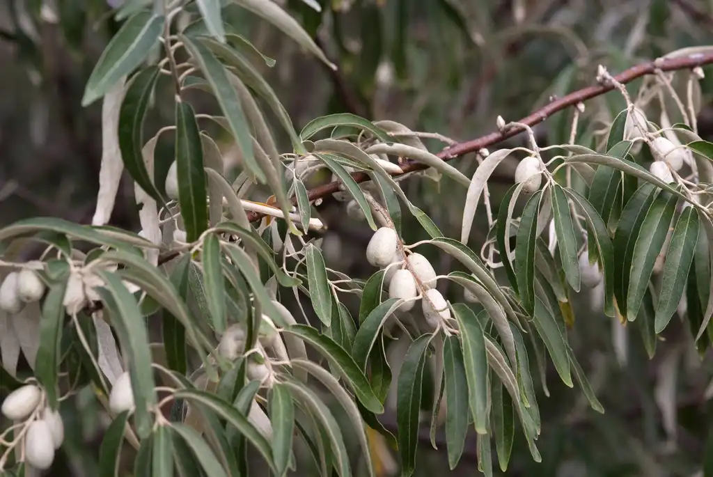 Фото Elaeagnus angustifolia - leaves:Dinnye