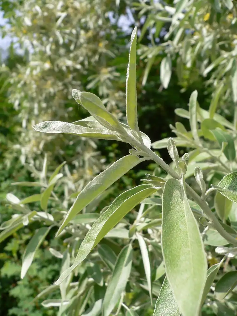 Фото Elaeagnus angustifolia - leaves and flowers:Georg Slickers