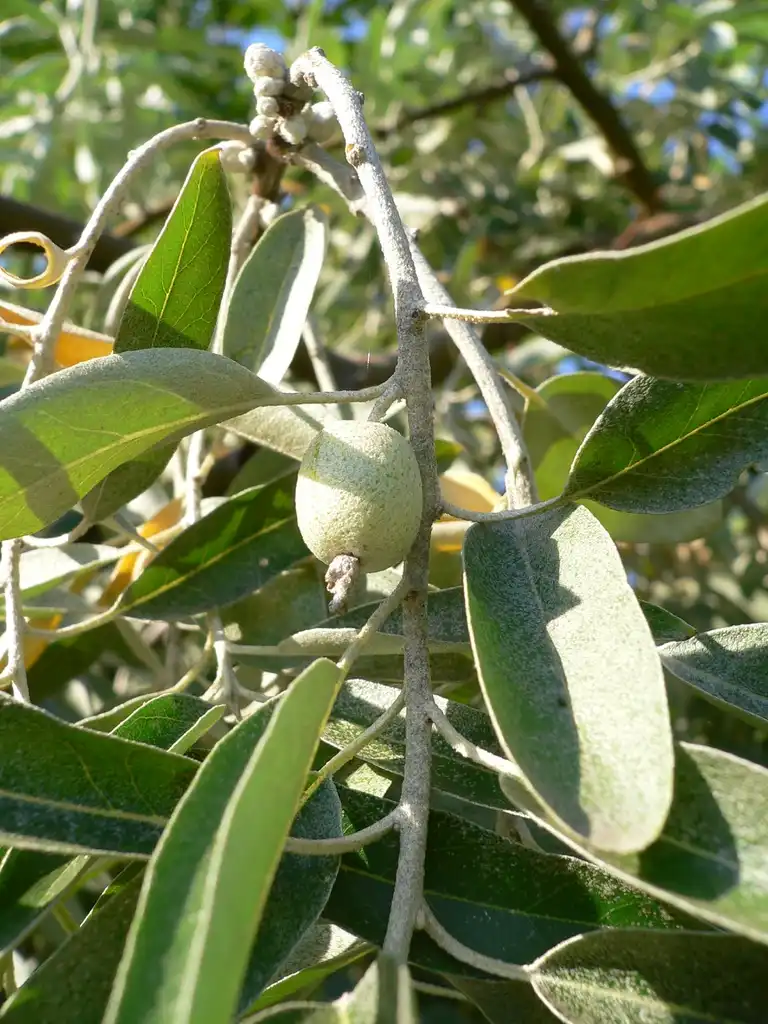 Фото Elaeagnus angustifolia - leaves and flowers:Georg Slickers