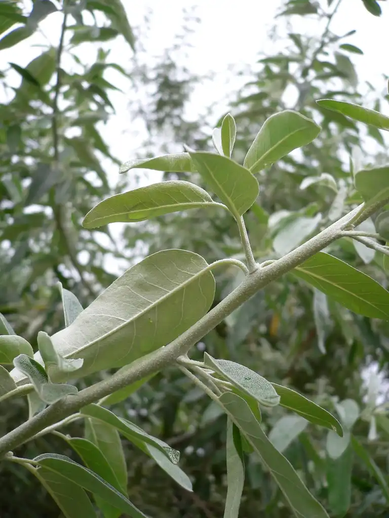 Фото Elaeagnus angustifolia - leaves:Georg Slickers