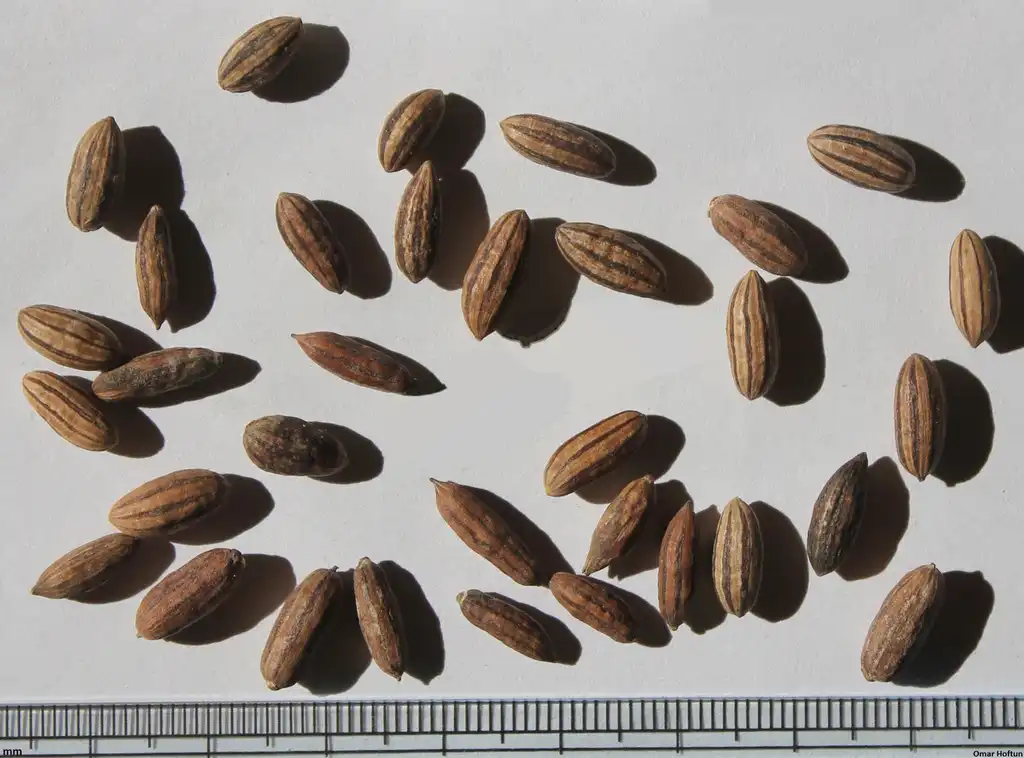 Фото Elaeagnus angustifolia - seeds:Omar Hoftun
