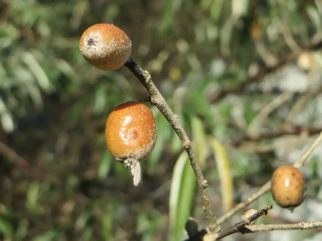 Фото Elaeagnus angustifolia - Fruits:Eigenes Werk