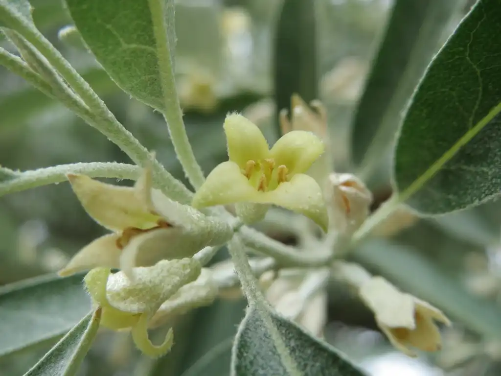 Фото Elaeagnus angustifolia - leaves and flowers:Eigenes Werk