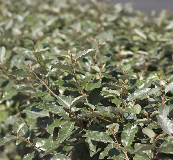 Foto de Elaeagnus pungens (Elaeagnus pungenss)