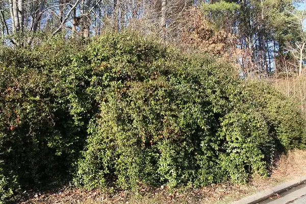 Foto de Elaeagnus pungens (Elaeagnus pungenss)