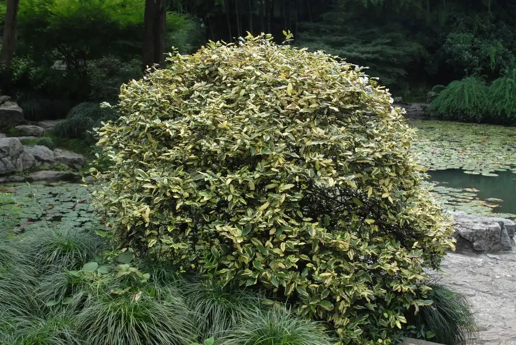 Foto de Elaeagnus pungens - 'Variegata' Form:Jim Robbins