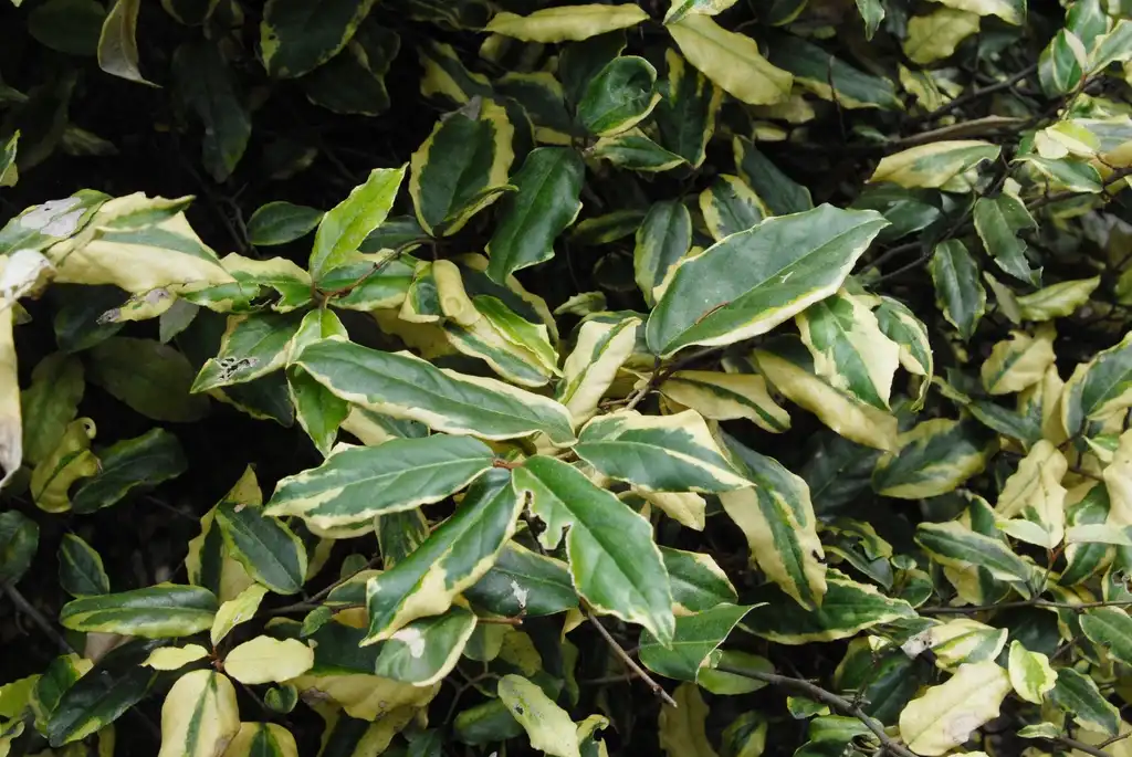 Foto de Elaeagnus pungens - 'Variegata' Leaves:Jim Robbins