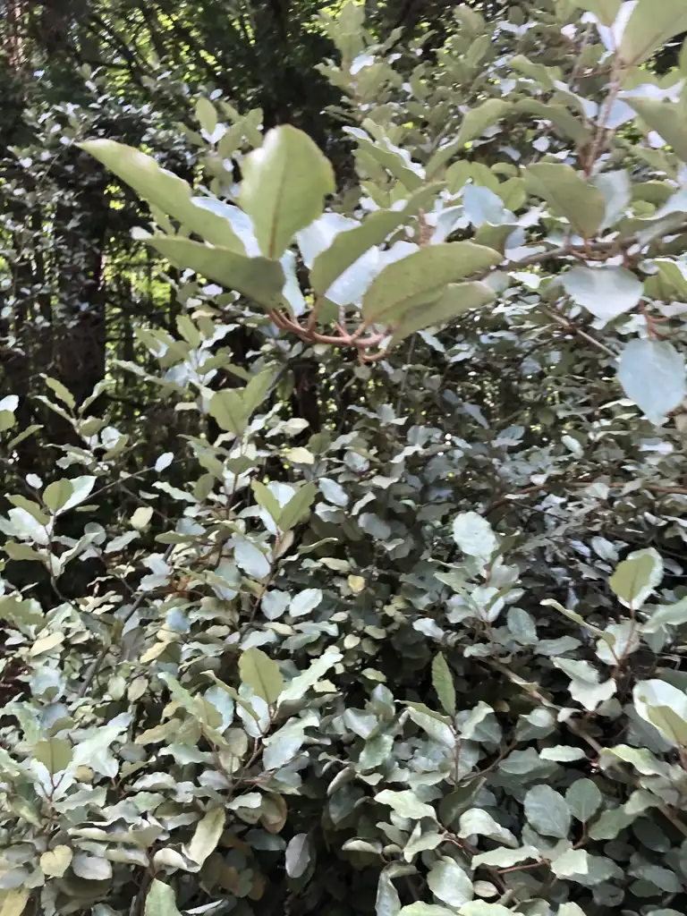 Foto de Elaeagnus pungens - Sprawling Branches and Leaves (Wake County,NC):Cathy Dewitt