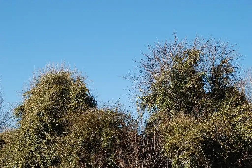 Foto de Elaeagnus pungens - (Friendly Lakes, Greensboro, NC)-Early Spring:Douglas Goldman, USDA