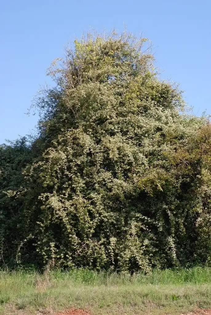 Foto de Elaeagnus pungens - (Friendly Lakes, Greensboro, NC)-Early Spring:Douglas Goldman, USDA
