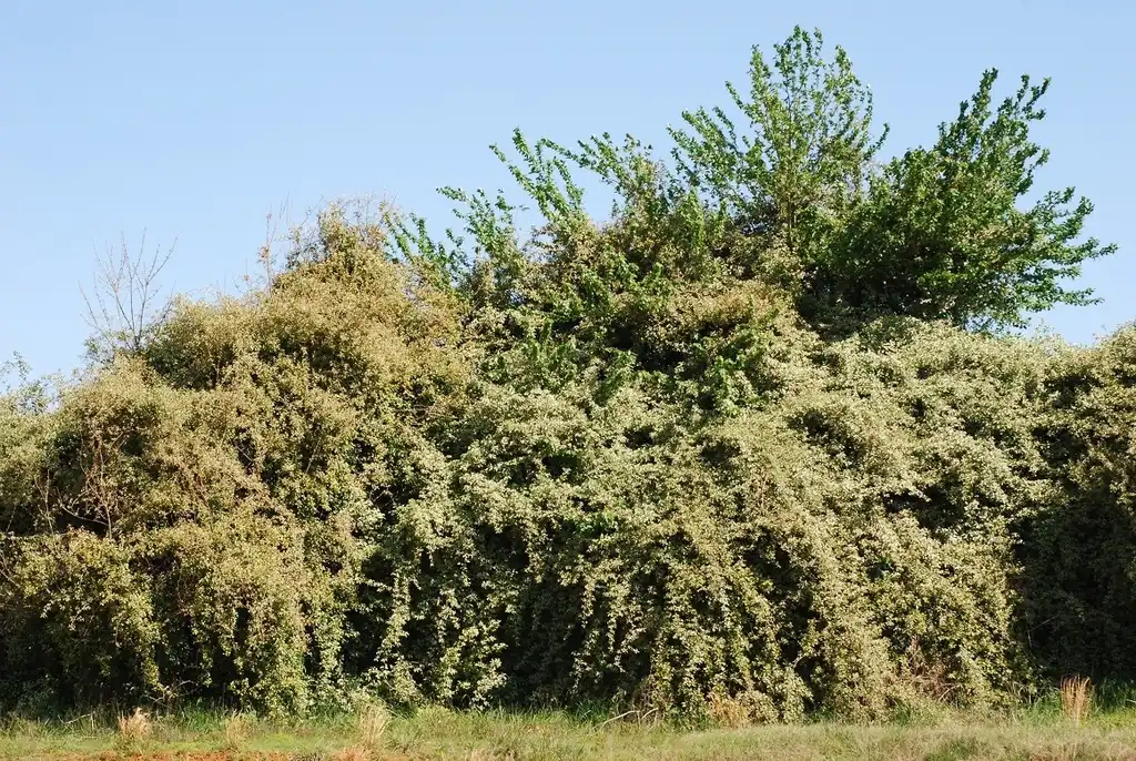 Foto de Elaeagnus pungens - (Friendly Lakes, Greensboro, NC)-Early Spring:Douglas Goldman, USDA