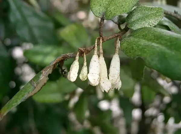 Foto de Elaeagnus pungens - Flower:KENPEI