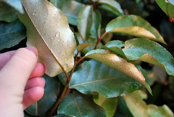 Foto de Elaeagnus pungens - Leaf underside:Bri Weldon