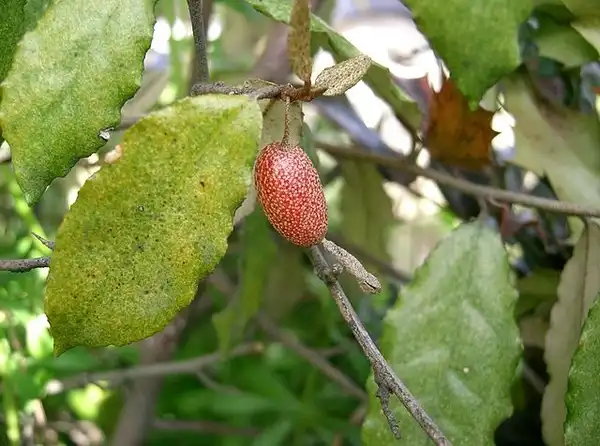 Foto de Elaeagnus pungens - Fruit:KENPEI