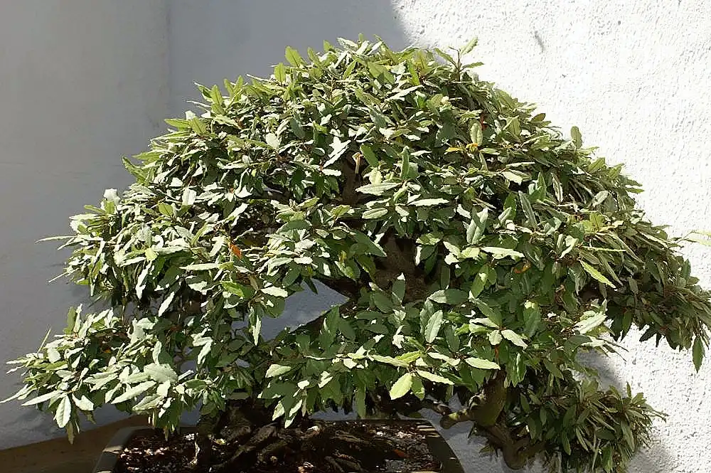 Foto de Elaeagnus pungens - Whole plant:David J. Stang