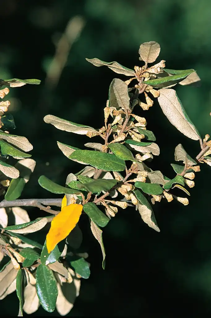 Foto de Elaeagnus pungens - close up of leaf and stem:James H. Miller