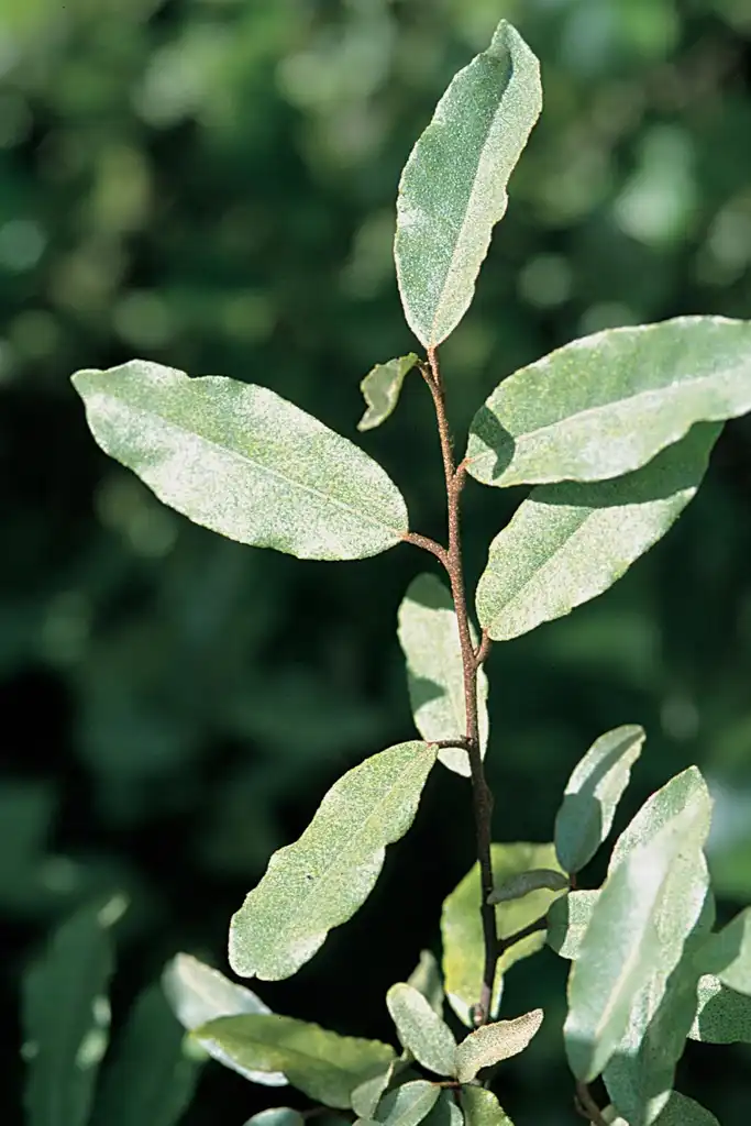 Foto de Elaeagnus pungens - close up of leaves:James H. Miller