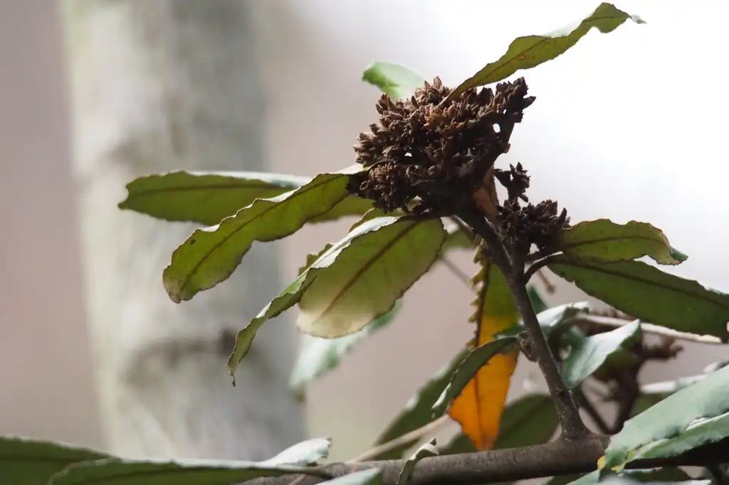 Foto de Elaeagnus pungens - Thorns:harum.koh