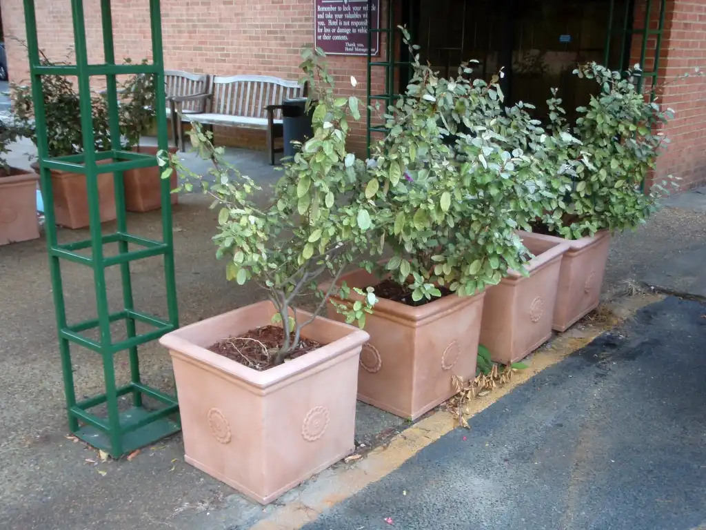 Foto de Elaeagnus pungens - Pot:Jim Robbins