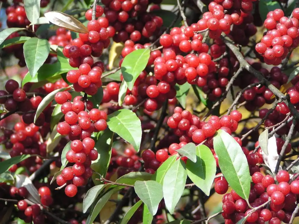 Photo of Elaeagnus umbellata (Elaeagnus umbellatas)