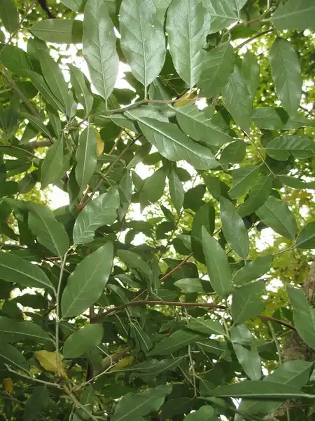 Photo of Elaeagnus umbellata (Elaeagnus umbellatas)