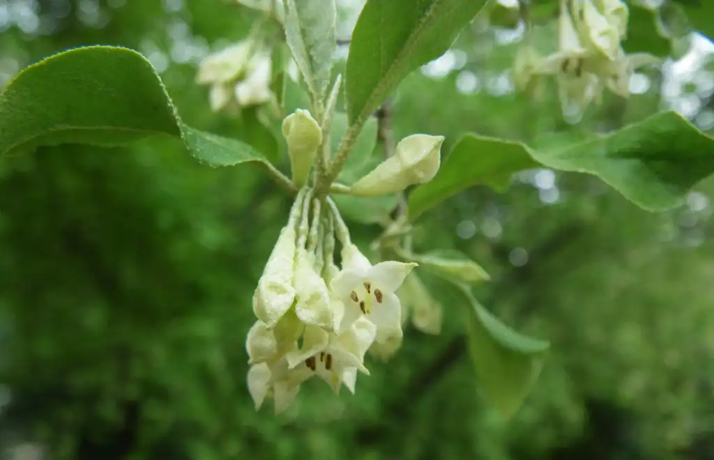 Photo of Elaeagnus umbellata - leaves and flowers:Cillas