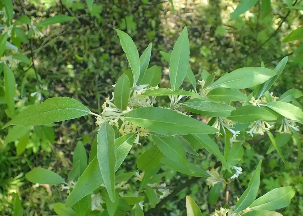 Photo of Elaeagnus umbellata - leaves:Krzysztof Ziarnek