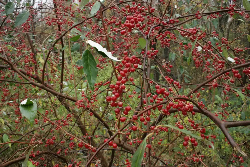 Photo of Elaeagnus umbellata - berries:Sten Porse