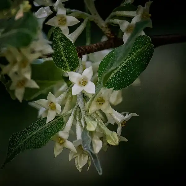 Photo of Elaeagnus umbellata - :MichaelPortrayingLife.com