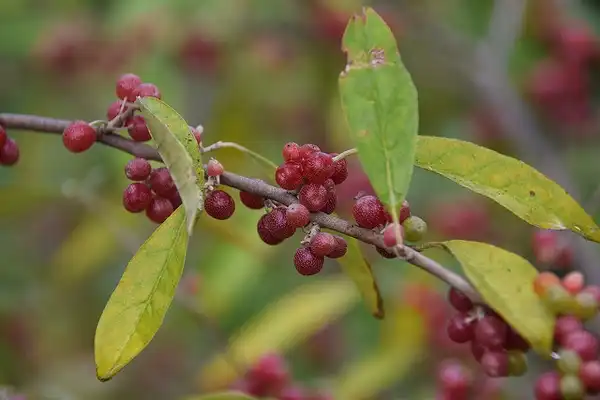 Photo of Elaeagnus umbellata - :Lotus Johnson