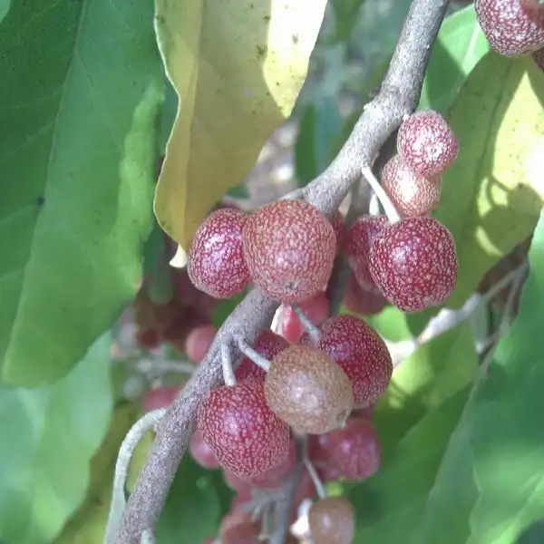 Photo of Elaeagnus umbellata - :Evan M. Wheeler