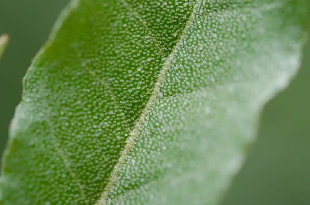 Photo of Elaeagnus umbellata - leaf:Mark Fickett