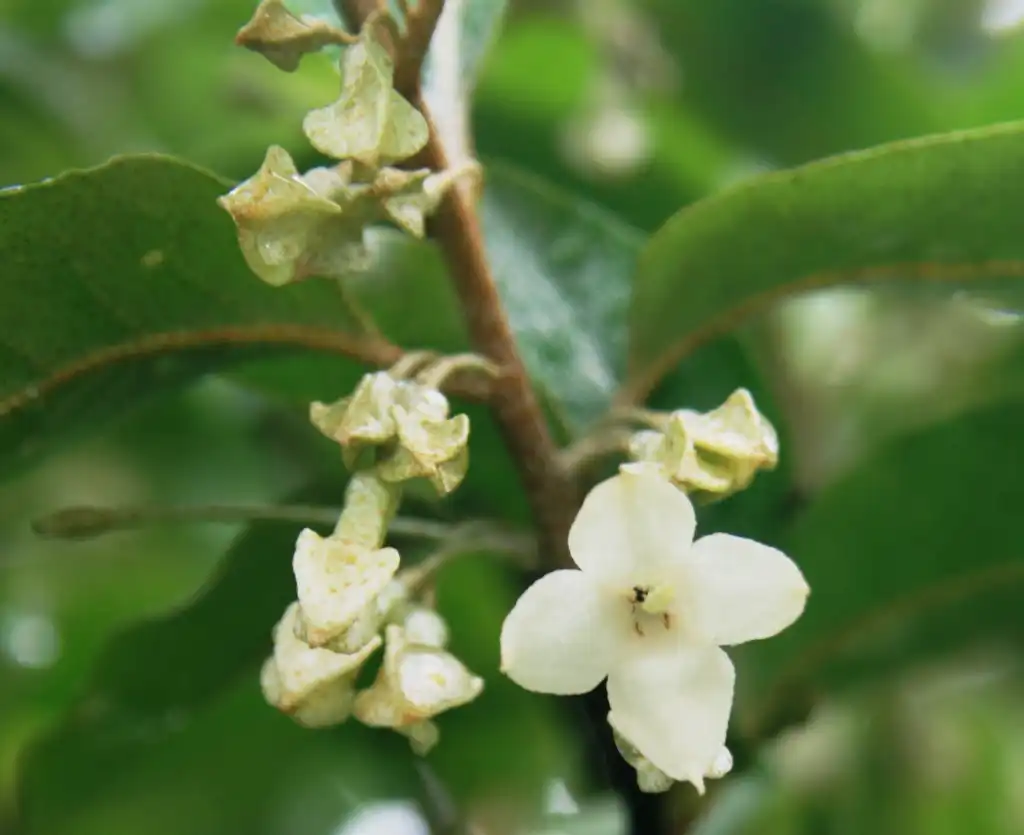 Photo of Elaeagnus umbellata - flowers:Alpsdake
