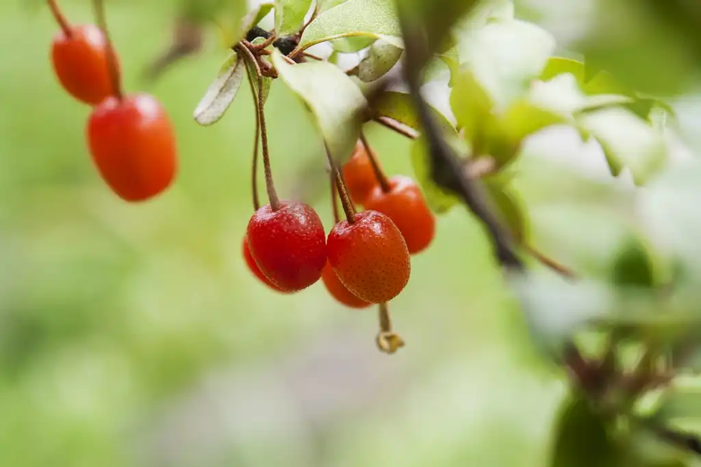 Photo of Elaeagnus umbellata - berries:bastus917