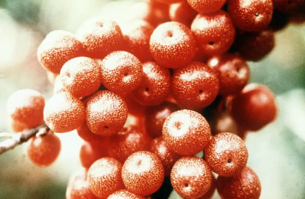 Photo of Elaeagnus umbellata - berries:Natural Resources Conservation Service