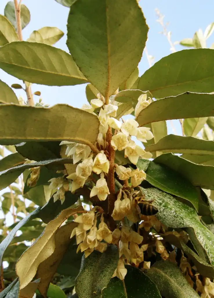 Foto de Elaeagnus x ebbingei (Elaeagnus x ebbingeis)