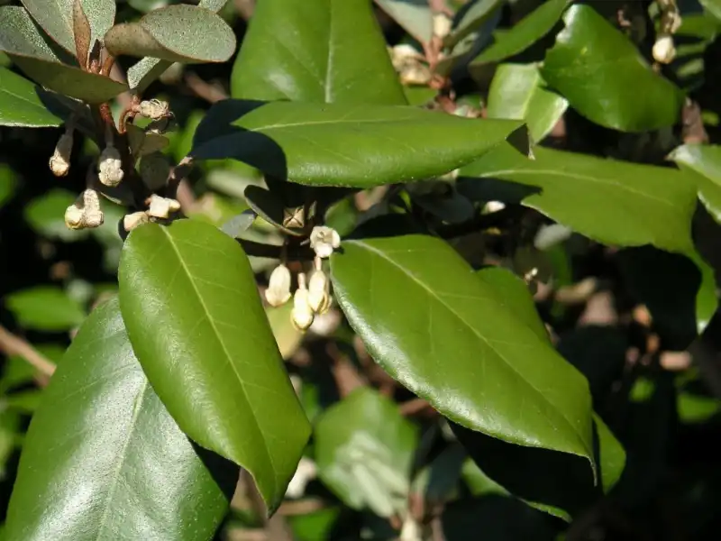 Foto de Elaeagnus x ebbingei (Elaeagnus x ebbingeis)