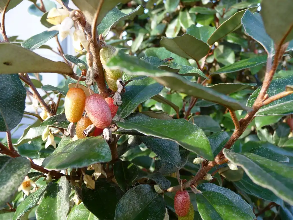 Foto de Elaeagnus x ebbingei - Leaves and fruit:K. Thomas