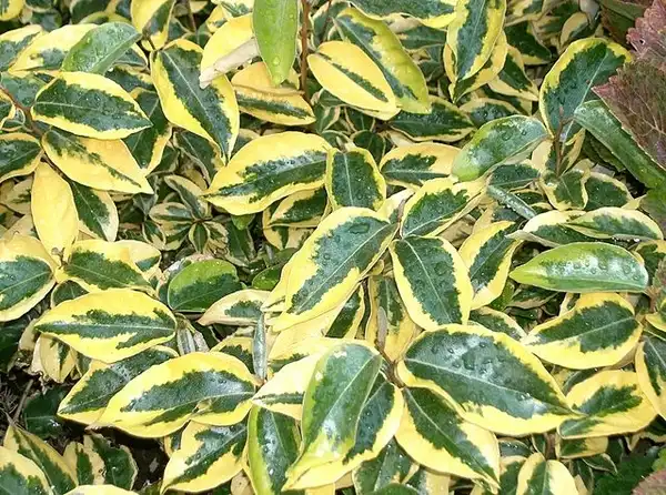 Foto de Elaeagnus x ebbingei - Leaf of 'Gilt Edge':KENPEI
