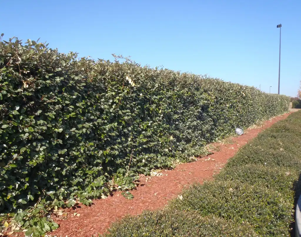 Foto de Elaeagnus x ebbingei - Form:Jim Robbins