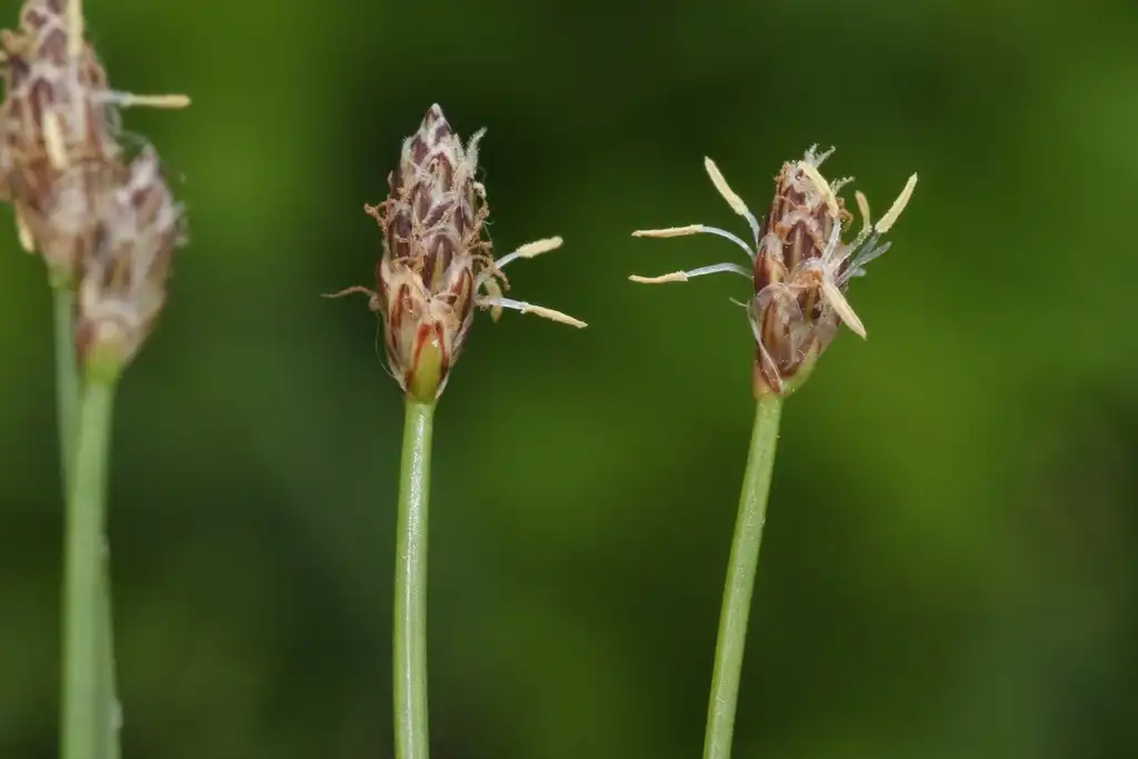 Photo of Eleocharis montevidensis (Eleocharis montevidensiss)