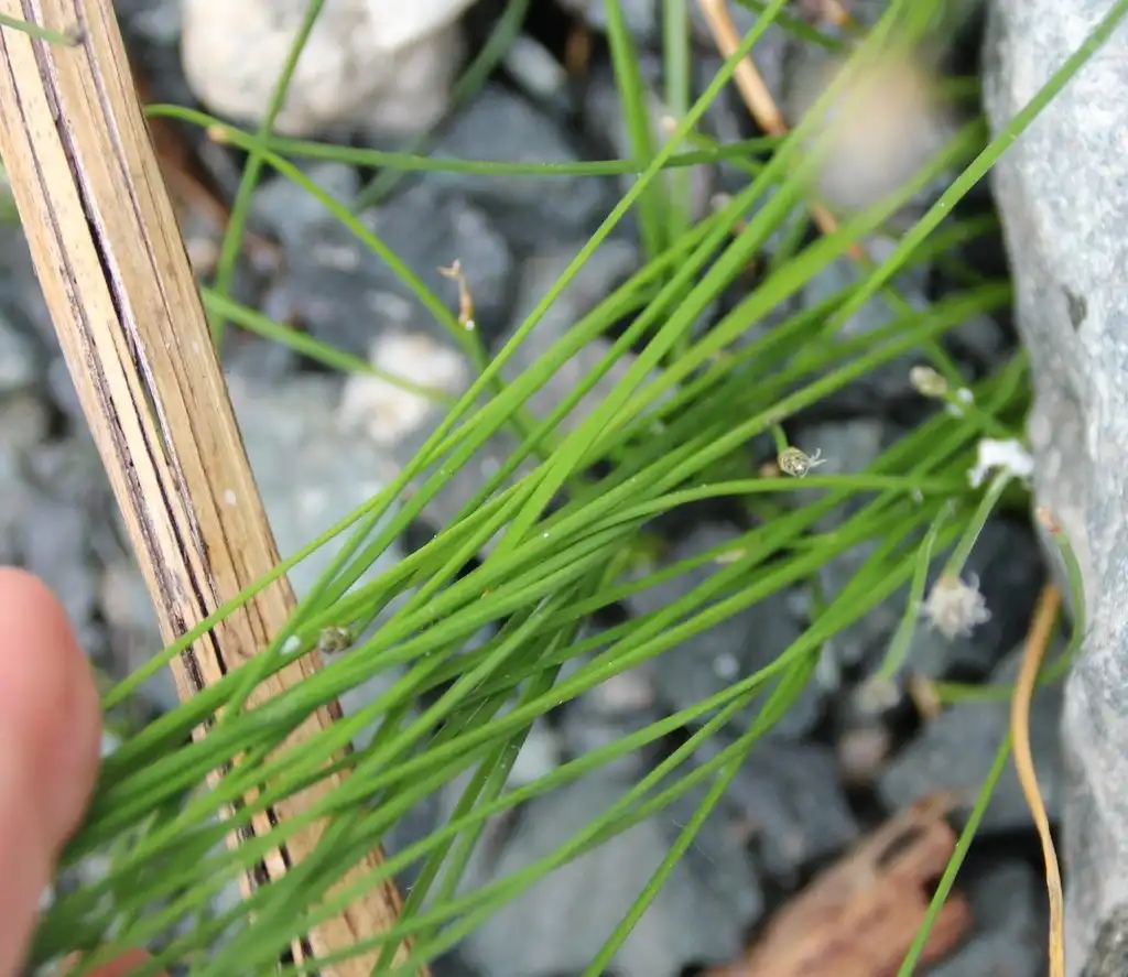 Photo of Eleocharis montevidensis (Eleocharis montevidensiss)