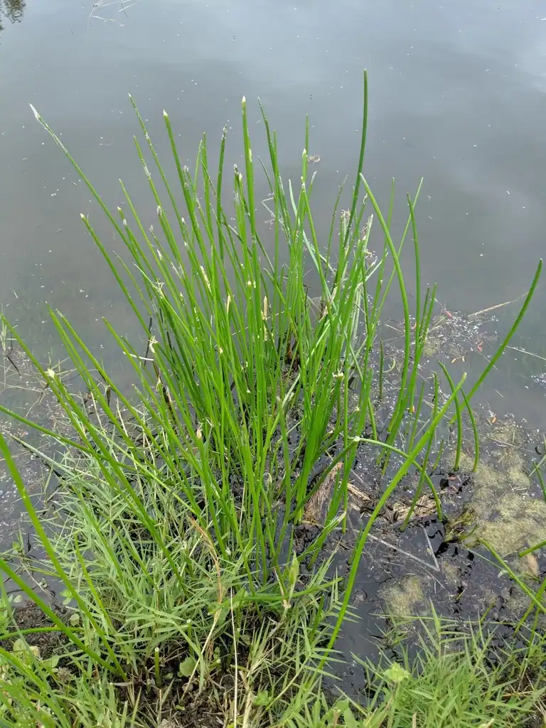 Photo of Eleocharis montevidensis - Native habitat:Erica Gladman